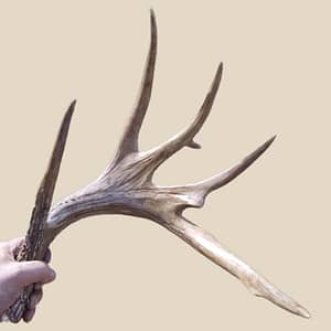 No03 Repaired Antler